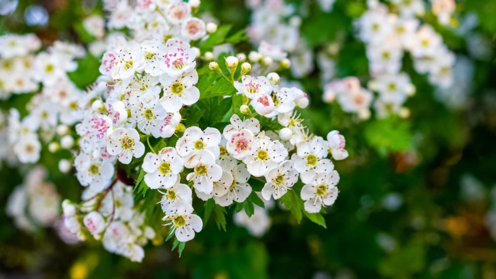 L'AUBÉPINE : UN TRÉSOR NATUREL POUR VOTRE PEAU IlayaCare_SecretBeaute_Aubepine2