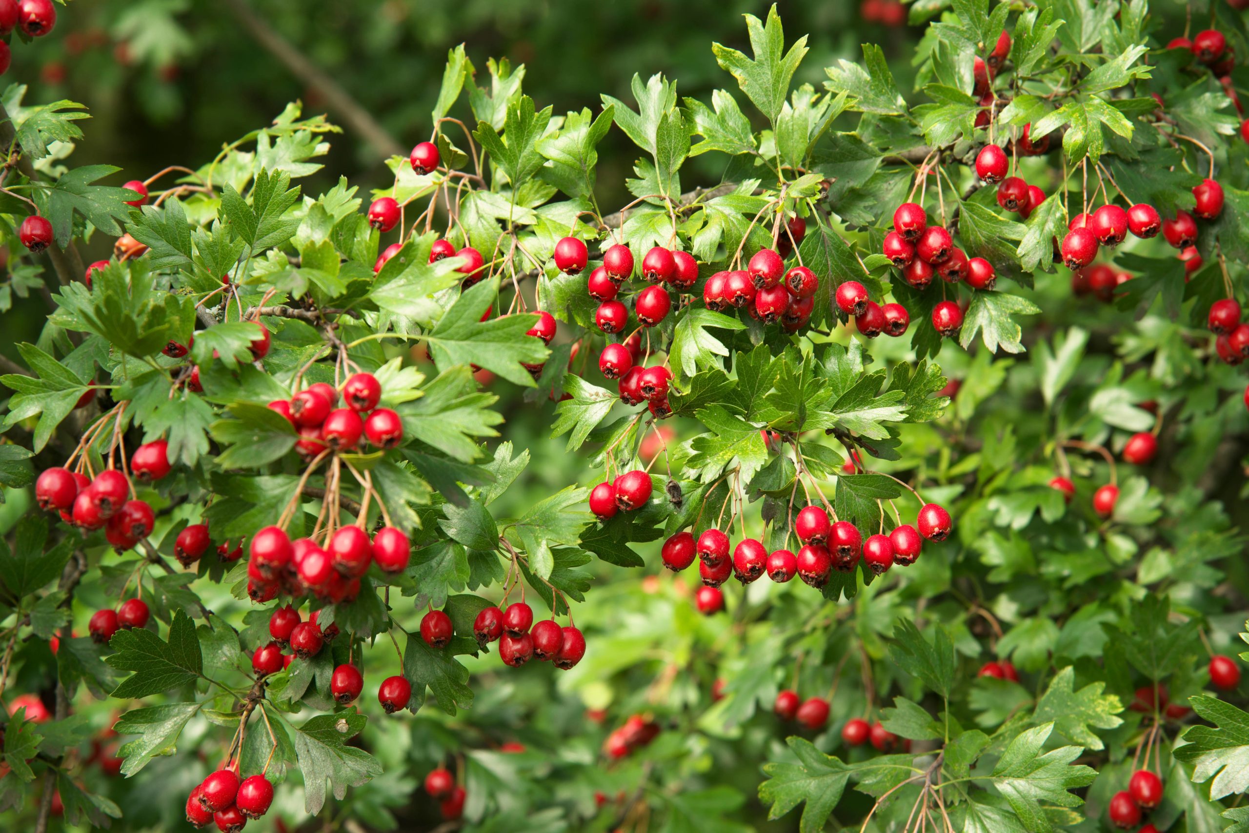 L’AUBÉPINE : UN TRÉSOR NATUREL POUR VOTRE PEAU