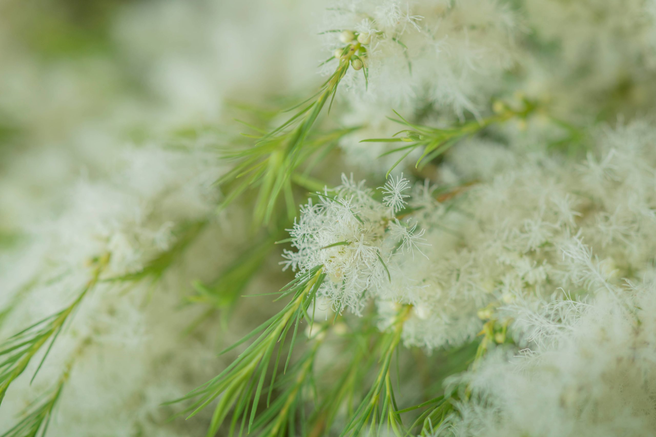 L’huile essentielle de tea tree : un allié de choix pour une beauté naturelle